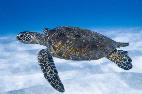 Ecosystems, Beyond. - Big aquatic turtle swimming in blue sea